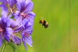 Bumblebee © Jon Hawkins, SurreyHillsPhotography