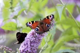 Peacock butterfly on buddleia © David Kilbey