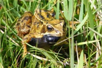 Frog eating a slug © Ben Rushbrook