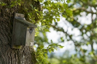 Bird nest box © Ross Hoddinott