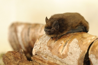 Pipistrelle bat by Amy Lewis ResourceSpaceID 61