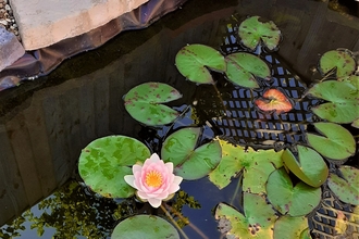 Water lily flower in garden pond