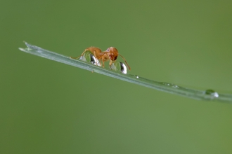 Southern wood ant on a horizontal stalk, it is next to 2 water droplets