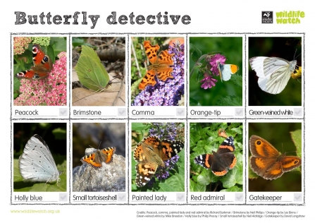 Butterfly detective spotter sheet thumb
