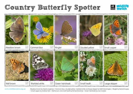 Country butterfly spotter sheet thumb