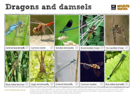 Dragonfly and damselfly spotter sheet