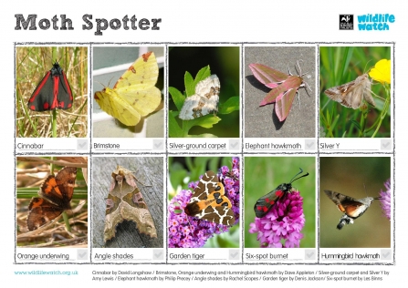 Moth spotter sheet
