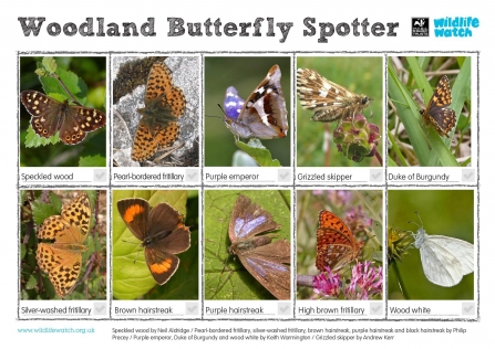 Woodland butterfly spotter sheet