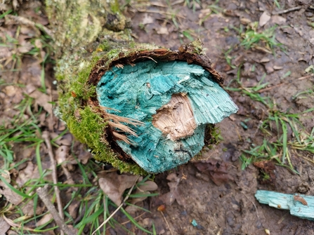A bright turquoise stain on wood caused by Green Elf Cup