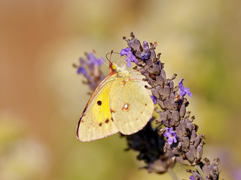 Clouded yellow butterfly at Testwood Lakes 
