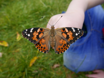 Painted lady butterfly © Gemma Paul
