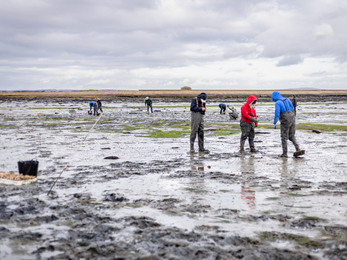 Restoring life to the Solent’s seascape | Hampshire and Isle of Wight ...