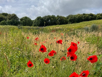 Red poppies in an open field. There are trees far in the background on an overcast day