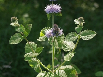 Water mint © Derek Harper via Wikimedia Commons