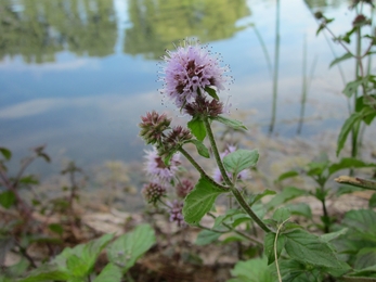 Water mint © Reilinger See via Wikimedia Commons