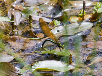 Female beautiful demoiselle laying eggs © Chris Moody