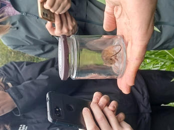 A harvest mouse in a clear jar being held in a person's palm