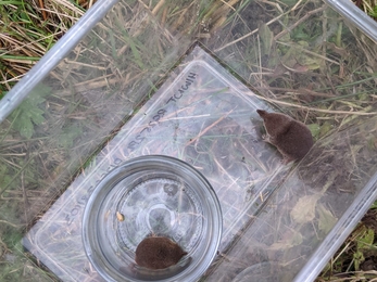 Top down view of a Pygmy Shrew in a jar with a Common Shrew loose in a clear box