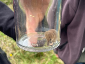 a pygmy shrew in a clear glass jar being held in a hand