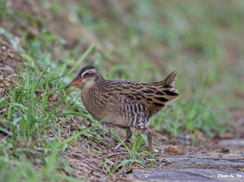 Juvenile water rail © K. Lin/Hiyashi Haka