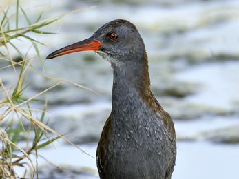 Water rail © Dûrzan - Wikimedia Commons