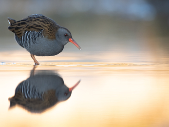 Water rail © Joshua Copping