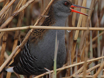 Water rail © Steve Garvie - Wikimedia Commons