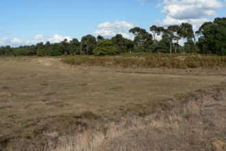 Lowland dry acid grassland