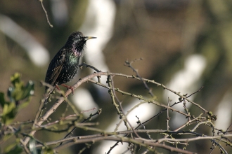 Starling