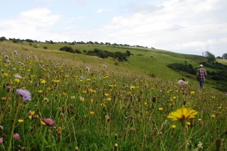 Arreton Down Nature Reserve