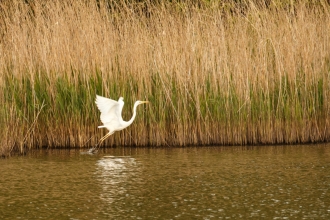 Great Egret at Testwood Lakes © James West