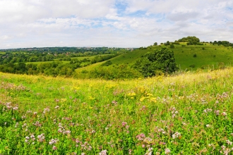 St Catherine's Hill, Winchester, by Ed Merritt