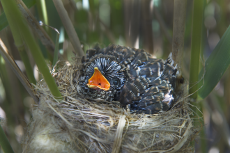 Cuckoo chick © David Tipling/2020VISION