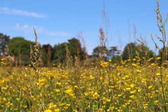 Hoe Road Meadow nature reserve