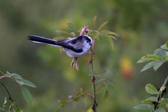 Long Tailed Tit © John Windust