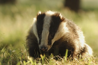 Badger