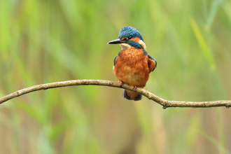 Kingfisher © Jon Hawkins, SurreyHillsPhotography