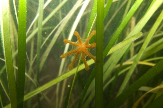 Stalked jellyfish at Bembridge