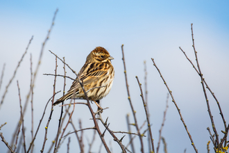 Reed bunting at Keyhaven Marshes 