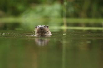 Otter in a river