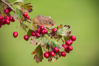 Harvest mouse © Mike Read