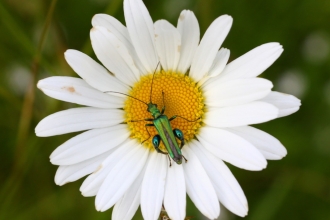 Swollen-thighed beetle (Oedemera nobilis) on ox-eye daisy in a meadow © Lianne de Mello