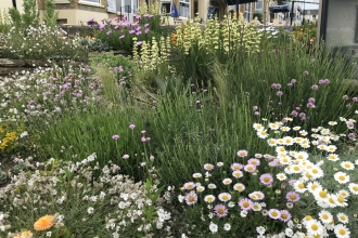 Sandown Green Town - flowerbed