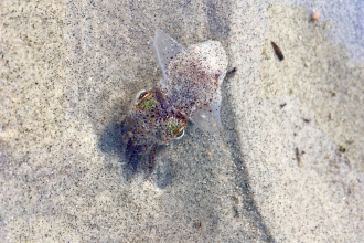 Bobtail squid © Emma Smith