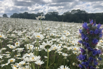 Barton Meadows Nature Reserve