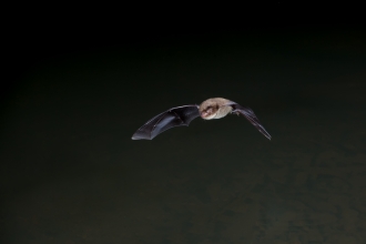 Daubenton's Bat © Dale Sutton 2020VISION