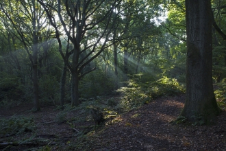 Swanwick Lakes Nature Reserve | Hampshire and Isle of Wight Wildlife Trust