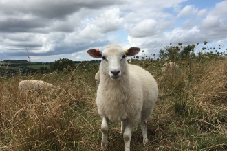 Lamb at Barton Meadows
