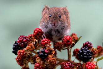 Bank vole on berries