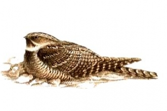 nightjar drawing